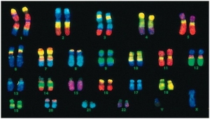 chromosome1